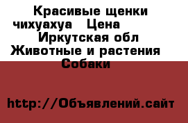 Красивые щенки чихуахуа › Цена ­ 8 000 - Иркутская обл. Животные и растения » Собаки   